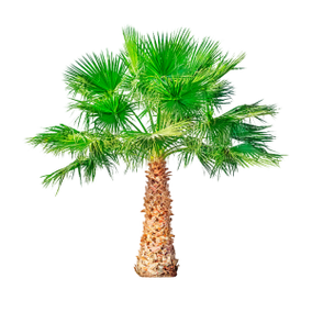 Пила Пальметто(Карликовая пальма) компонент состава TestoUltra