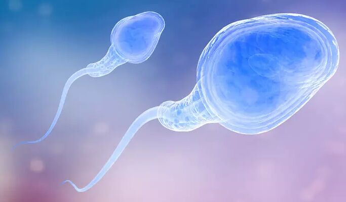 Сперматозоиды могут присутствовать в предэякуляте мужчины